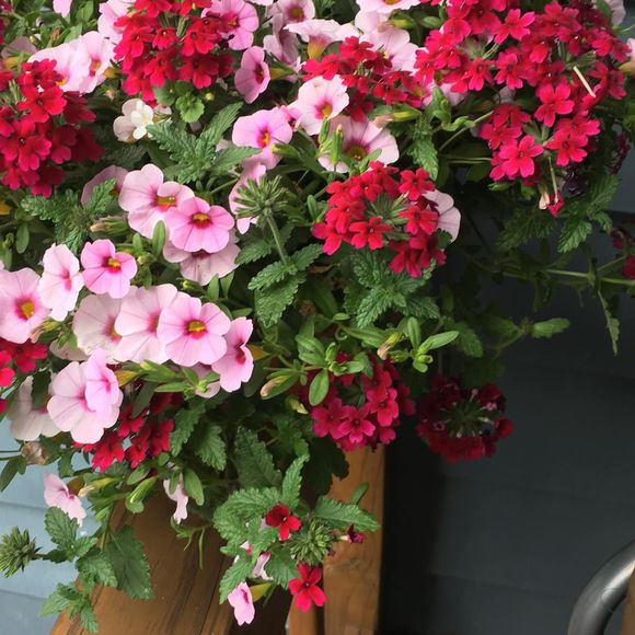 Meet your Posher, Dudu - Picture 1 of 1